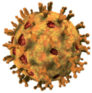 Rotaviren – eine große Bedrohung für einen kleinen Körper
