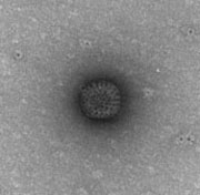 Paul Ehrlich Institut: Fremdvirus-Kontamination von Rotavirus- Impfstoff unbedenklich