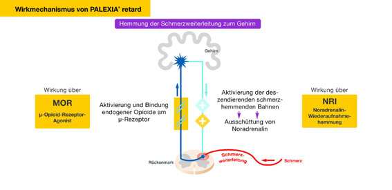 Synergistisches Wirkprinzip erlaubt breiten Einsatz und patientengerechte Therapie: Tapentadol – stark wirksam bei starken chronischen Schmerzen