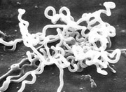 Robert Koch-Institut: Weiterer Anstieg bei Syphilis