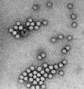 RKI: Norovirus-Infektionen in Deutschland
