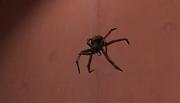 Arachnophobie: Angst lässt Spinnen größer wirken. Expositionstherapie kann Verzerrungen korrigieren