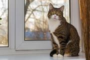 In Corona-Quarantäne nicht mit der Katze schmusen